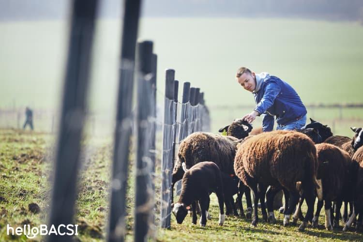 Bệnh than (nhiệt thán)