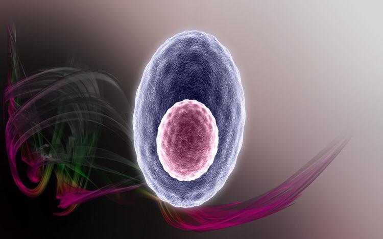 Ung thư máu mãn tính: Bệnh bạch cầu mãn tính dòng tủy