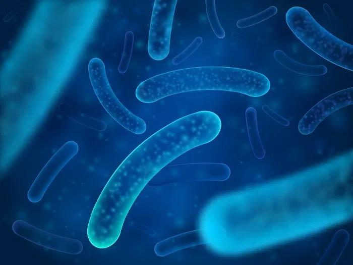 Lactobacillus acidophilus là gì? Không phải cứ dùng nhiều là tốt