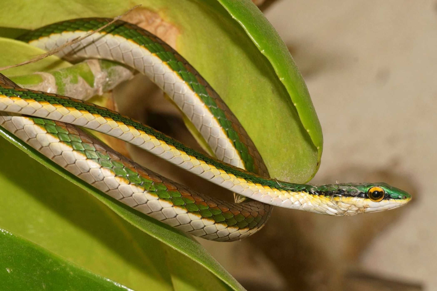 Nhận biết vết cắn là rắn độc hay rắn thường để sơ cứu kịp thời