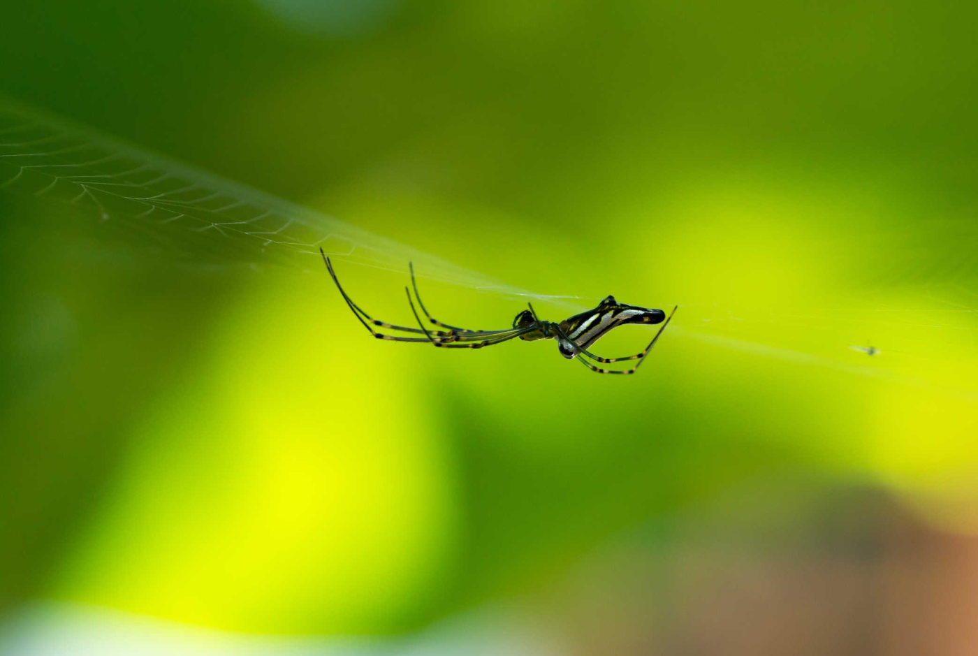 Nhện nhà có độc không? Cách xử lý nhanh khi bị nhện nhà cắn