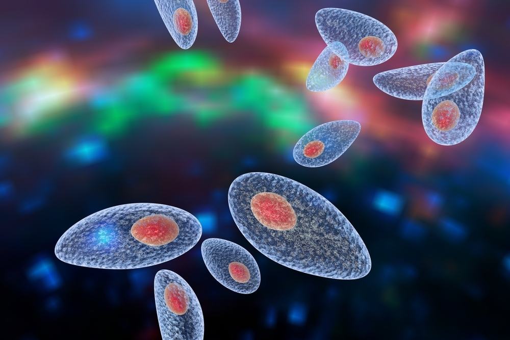 nhiem-toxoplasma-nhiem-ky-sinh-trung-toxoplasma