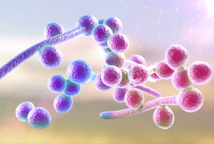 Nhiễm nấm Candida là gì? Dấu hiệu và cách điều trị dứt điểm