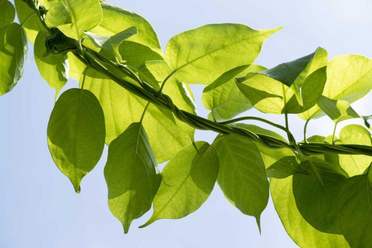 Sự thật về tác dụng dây thìa canh chữa tiểu đường