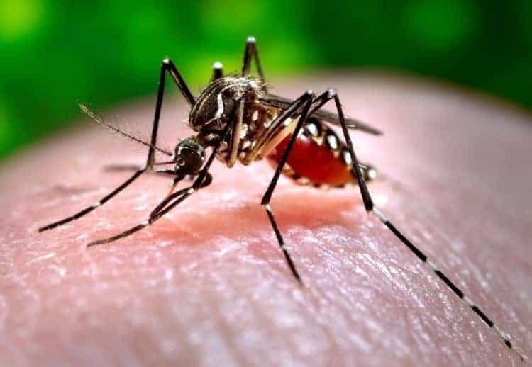 sot-chikungunya