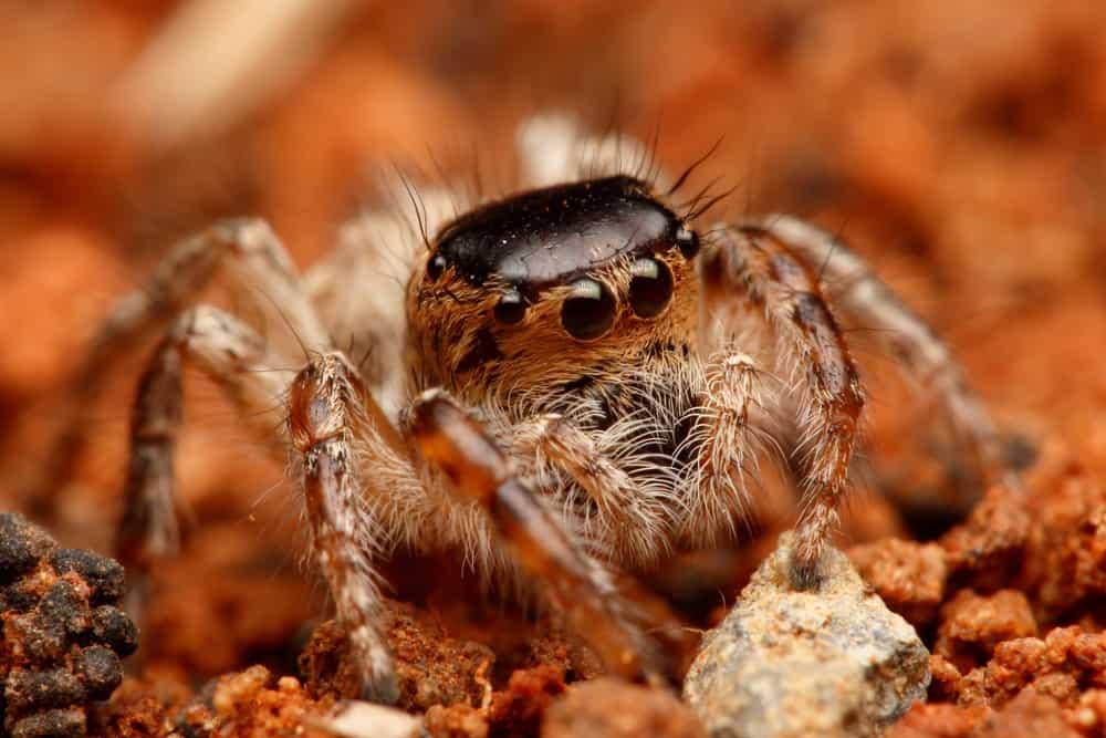 Vết nhện cắn có nguy hiểm không, xử lý thế nào?