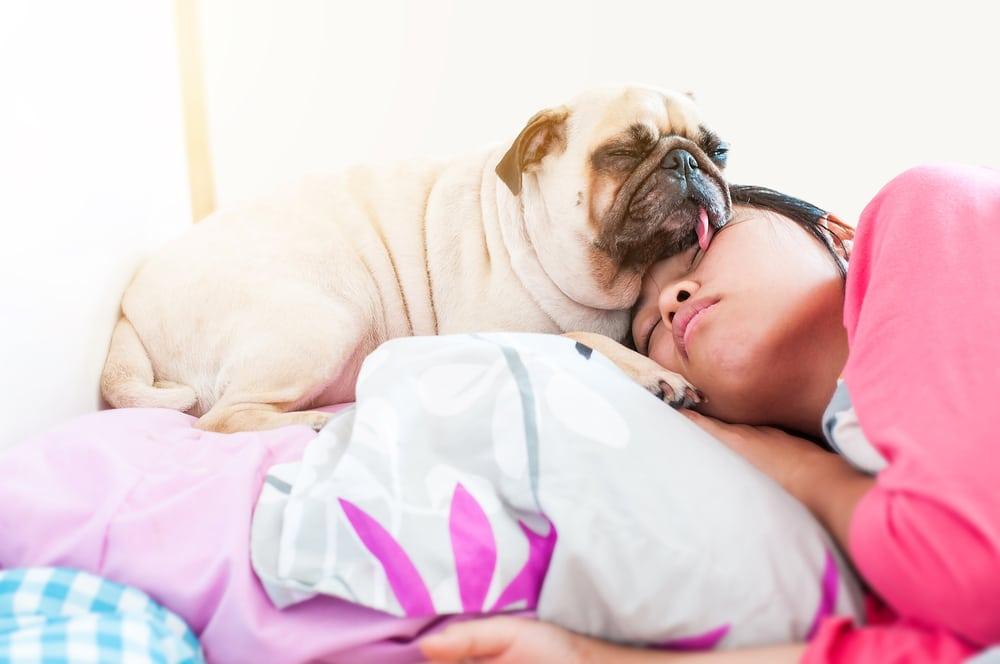 Cho chó mèo ngủ chung có an toàn không?