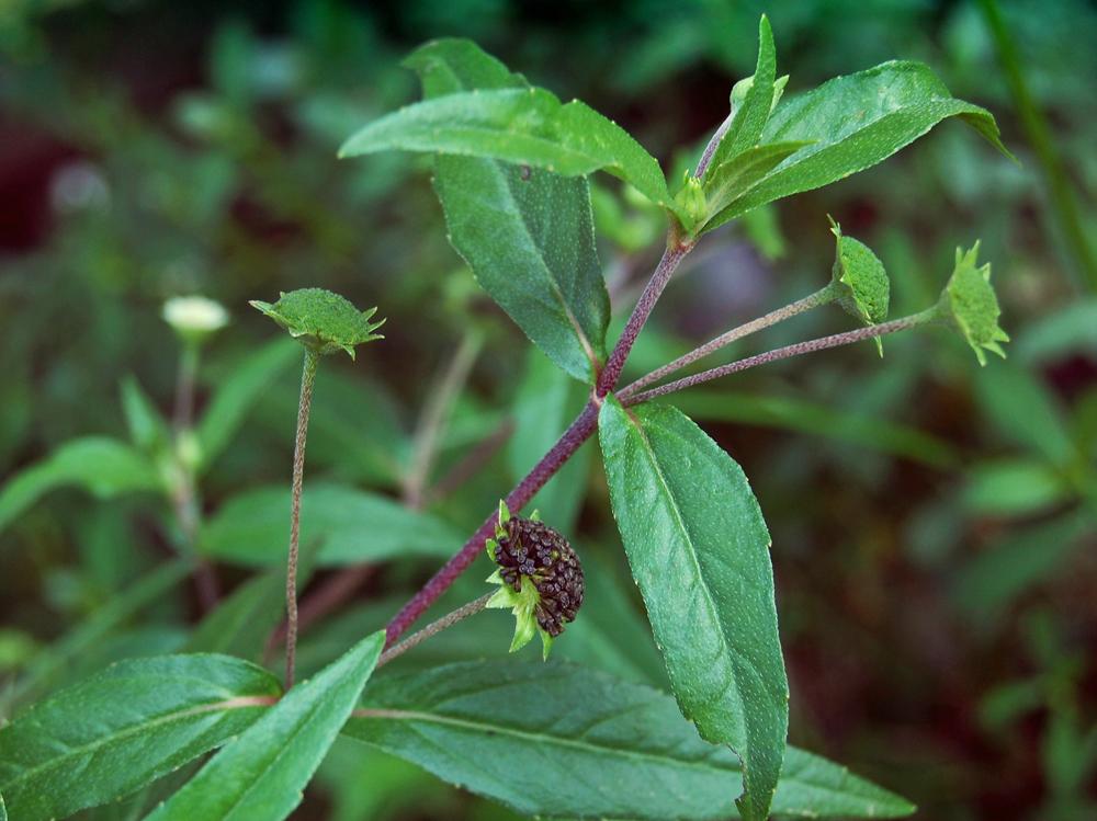 tac-dung-tuyet-voi-cua-than-duoc-co-muc-phan-2