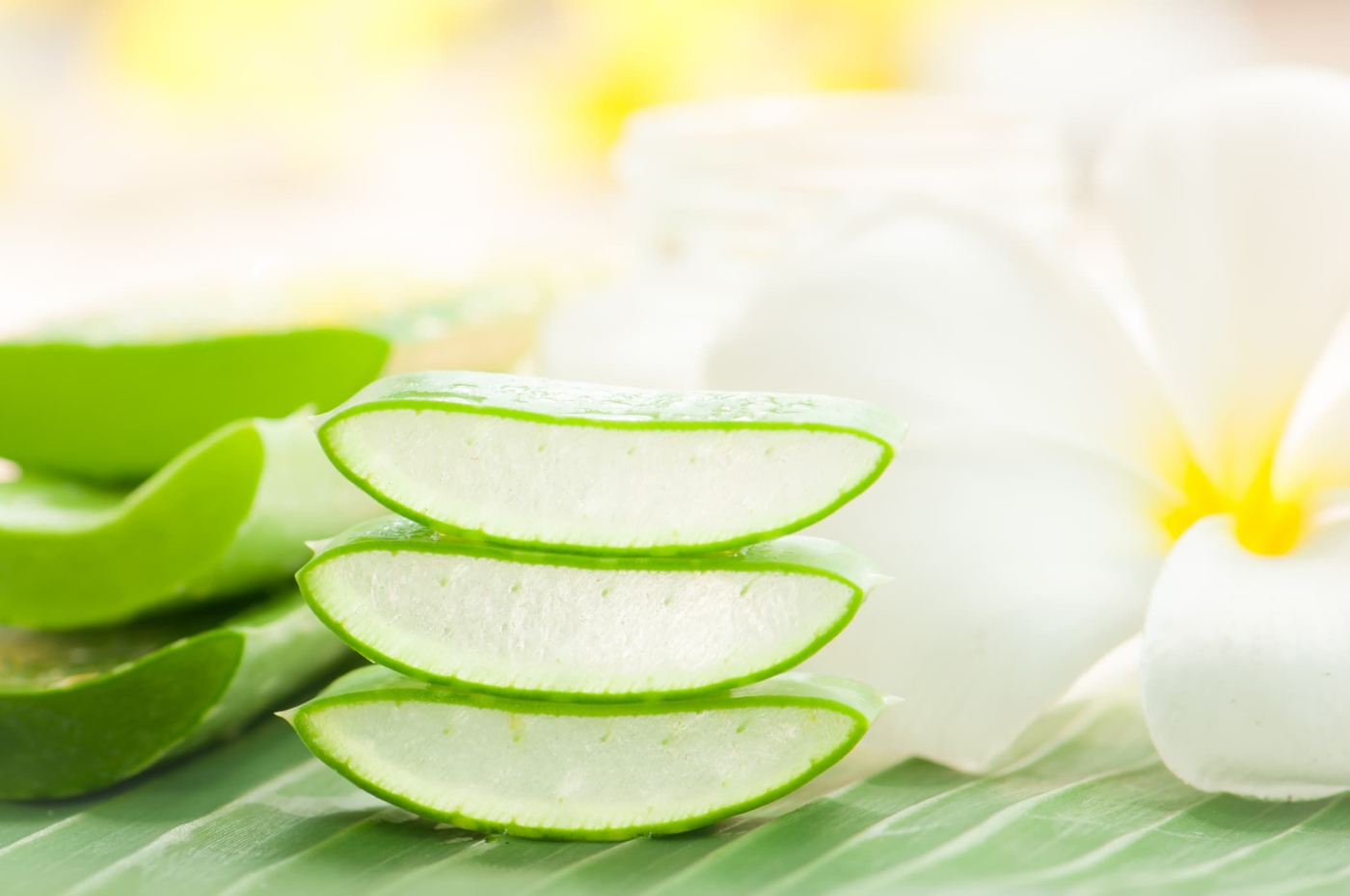 Lô hội dùng cho da phát ban có thật sự hiệu quả?