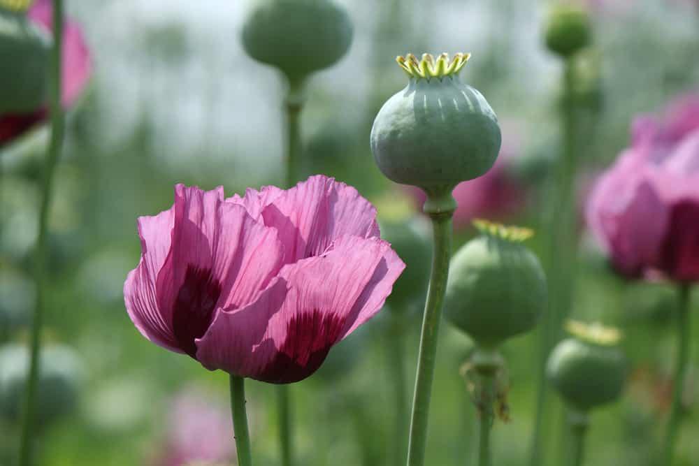 Anh túc (thuốc phiện)