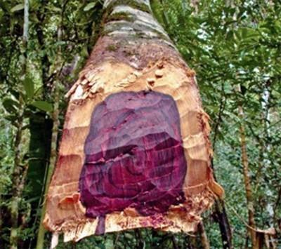 Tinh dầu gỗ hồng