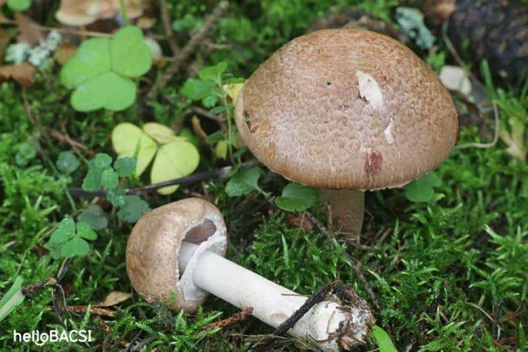 nam-agaricus