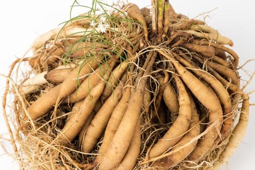 Cây thiên môn chùm có nhiều tác dụng quý