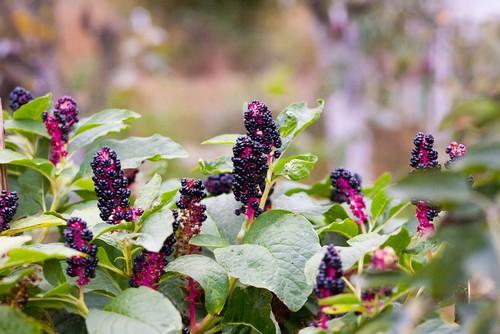 Cây thương lục Mỹ