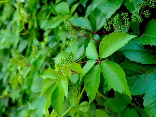 Những điều cần biết về cây thường xuân và những loại cây tương tự