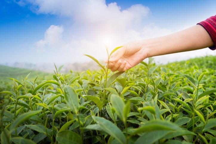 Trà xanh tăng khả năng thụ thai như thế nào?