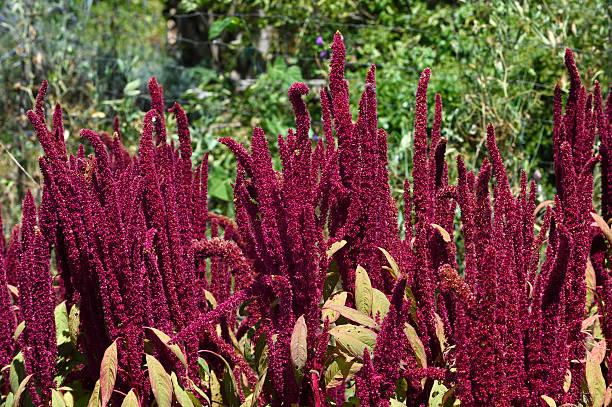 amaranth