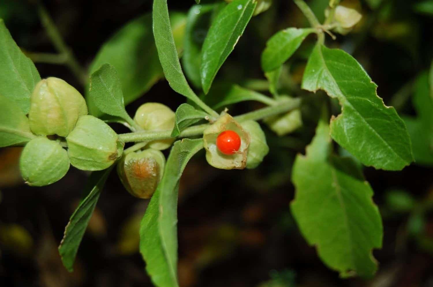 Ashwagandha
