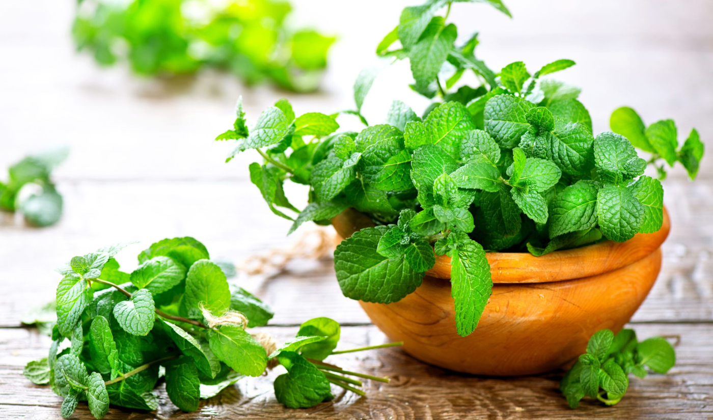 Lá bạc hà có tác dụng gì? 7 lợi ích bạn nên biết!