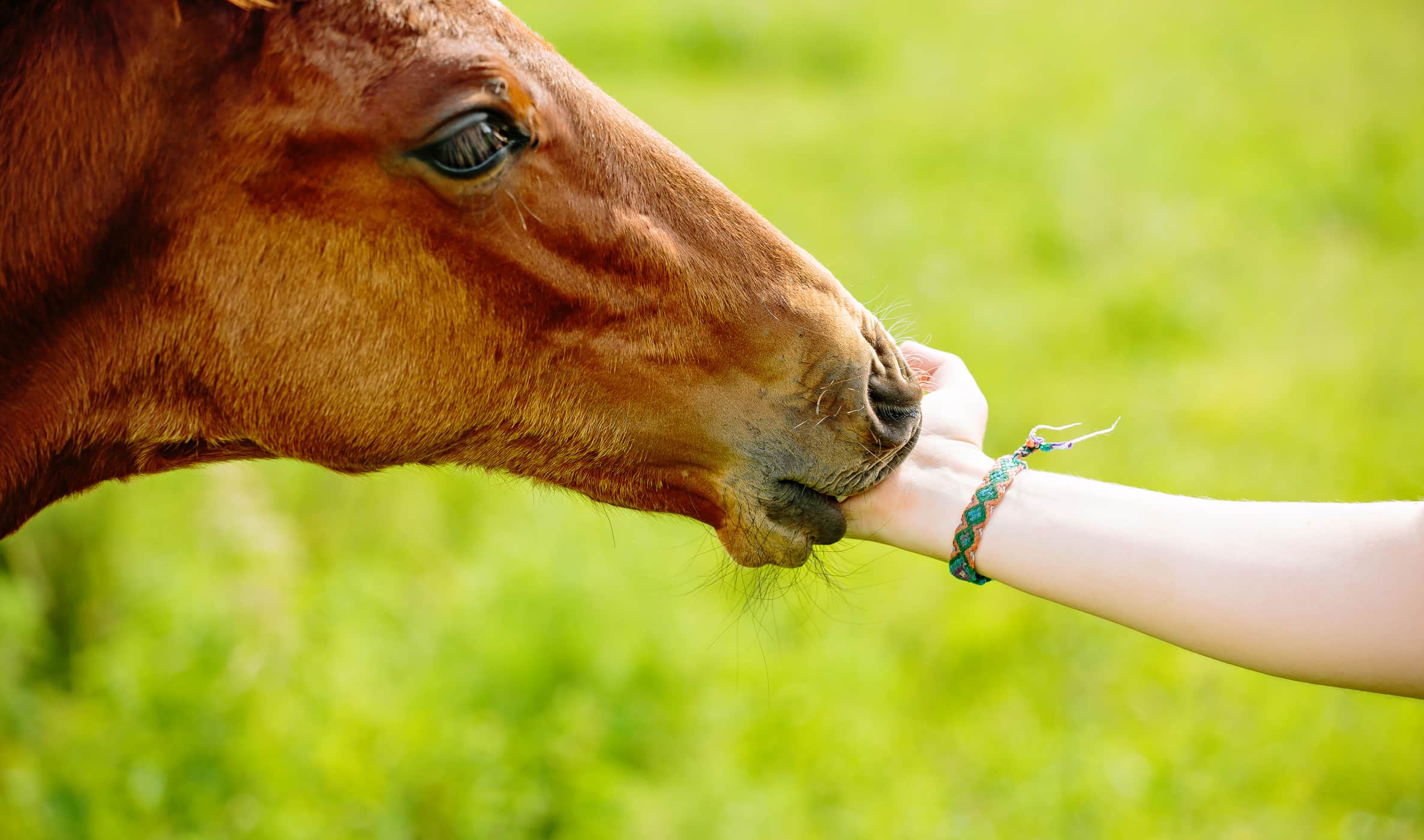 Bệnh dại và tất cả những điều bạn cần biết để bảo vệ bản thân