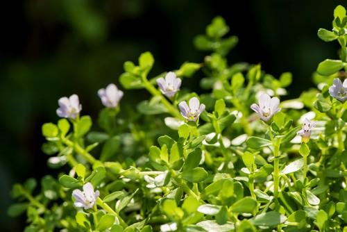 Bacopa monnieri