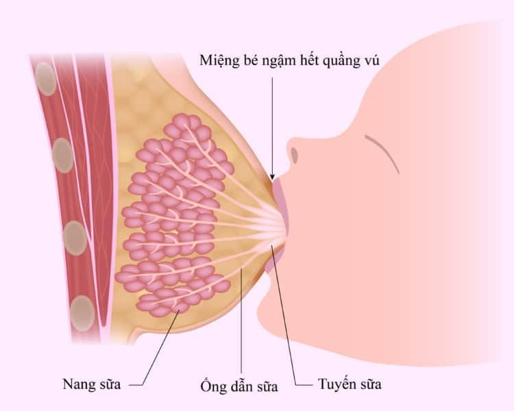 4-giai-doan-vu-san-xuat-sua-cho-con-bu-khi-chao-doi