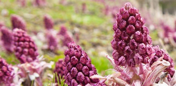 Butterbur