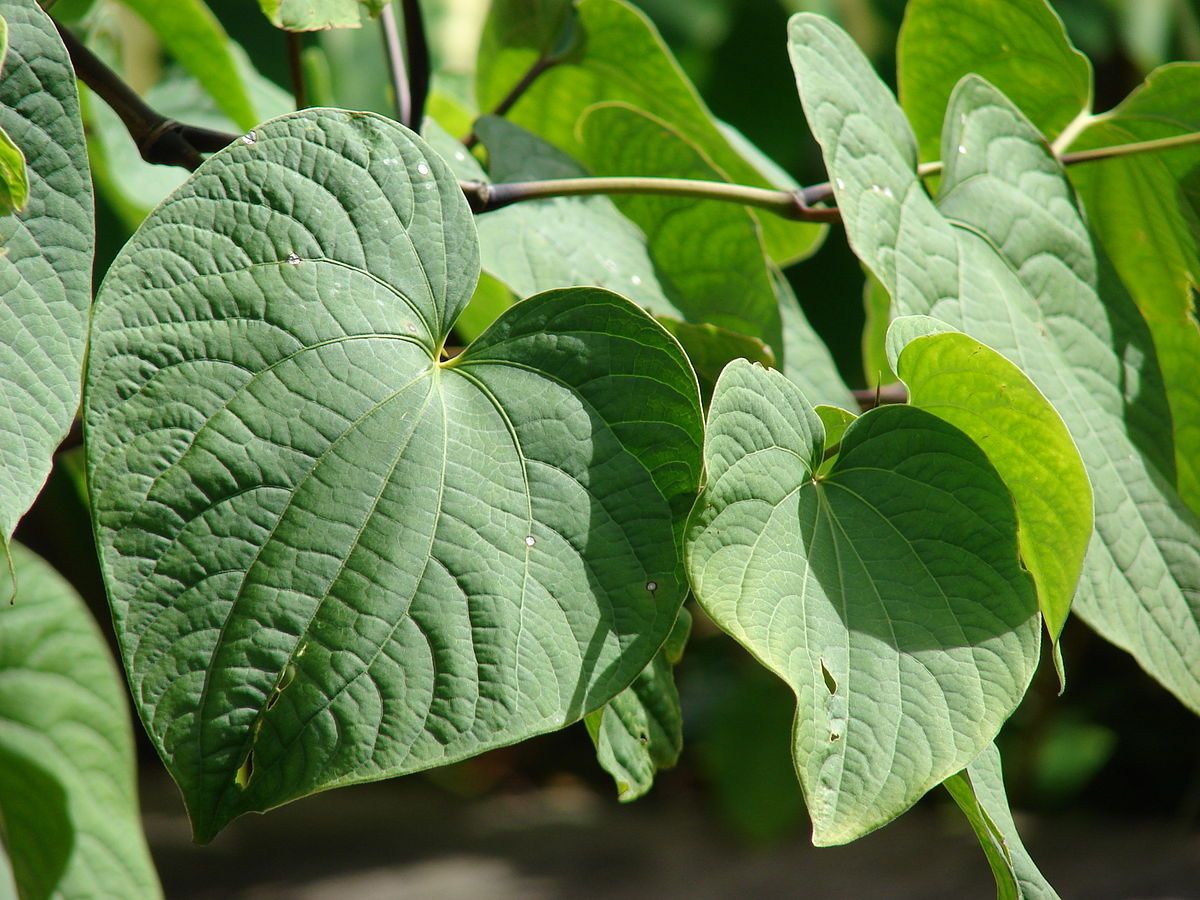 kava-kava