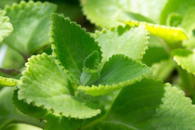 coleus-forskohlii