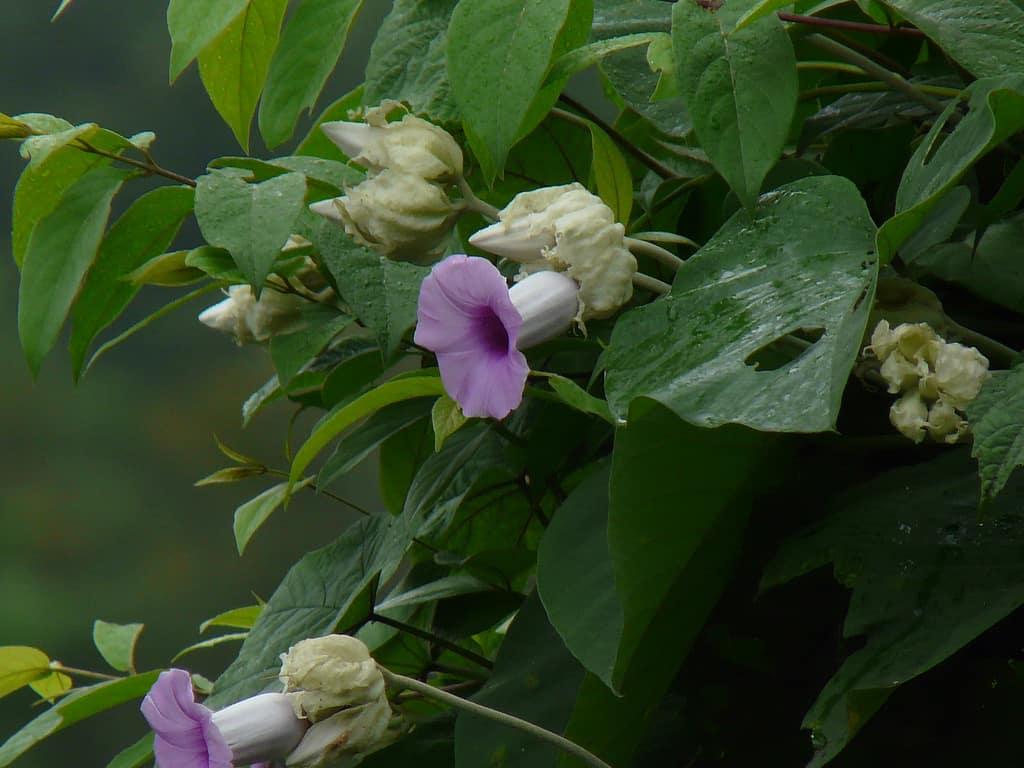 hawaiian-baby-woodrose