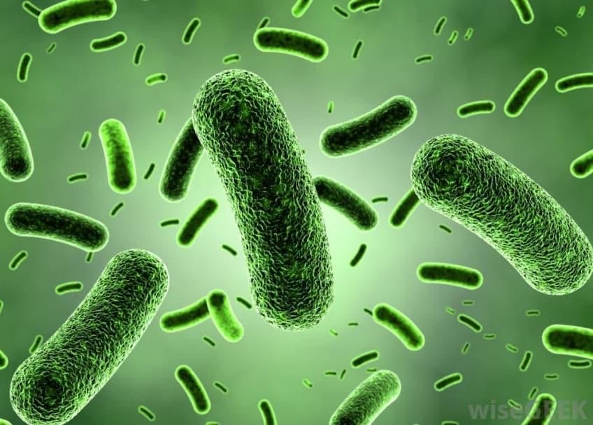 Bacillus coagulans