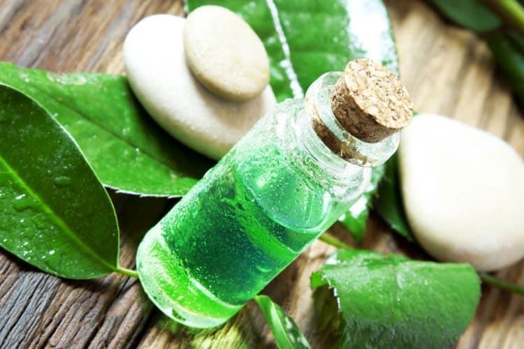 Những lợi ích của tinh dầu tràm trà đối với sức khỏe của trẻ em