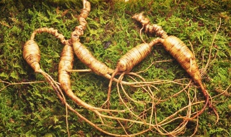 5 điều bạn nên biết khi sử dụng nhân sâm Hoa Kỳ