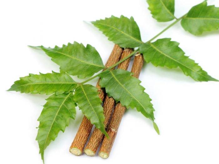 Cây sầu đâu
