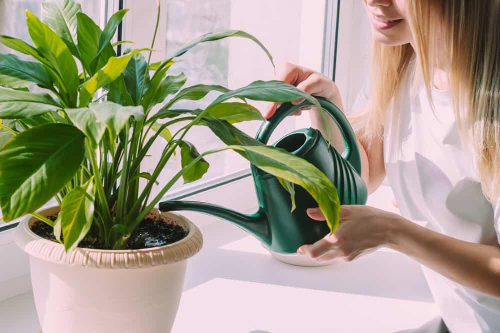 14 loại cây trồng trong nhà được chứng minh tốt cho sức khỏe