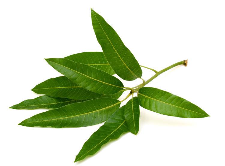 la-xoai-chua-benh-tieu-duong