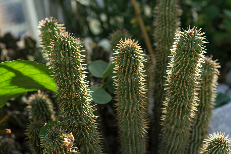 hoodia