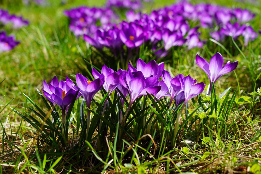 10+ lợi ích của nhuỵ hoa nghệ tây, cách uống và lưu ý khi sử dụng