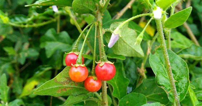 Giải độc gan Tuệ Linh