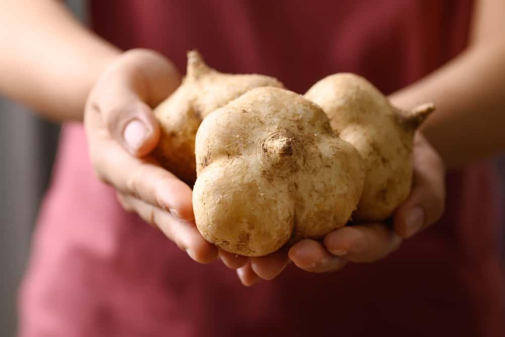 Bà bầu ăn củ đậu được không? Mẹ cần lưu ý điều gì khi ăn củ đậu?