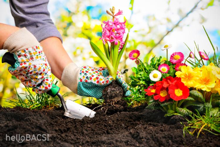 Việc làm vườn mang lại nhiều lợi ích hơn bạn nghĩ