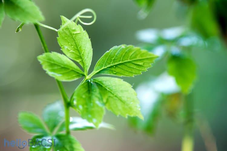 Giảo cổ lam Tuệ Linh