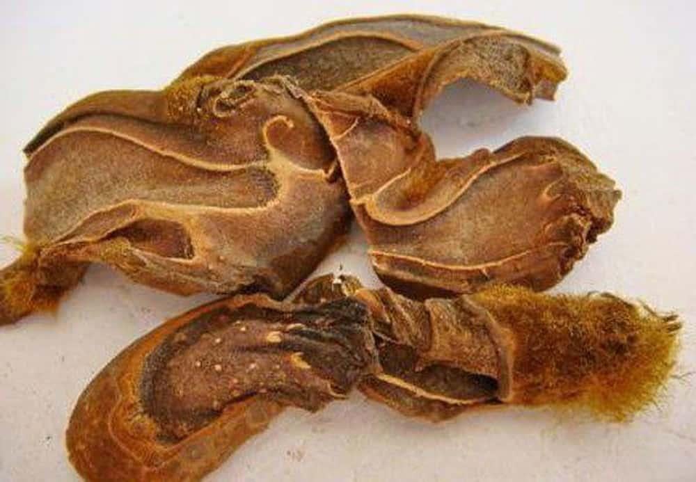 Cẩu tích