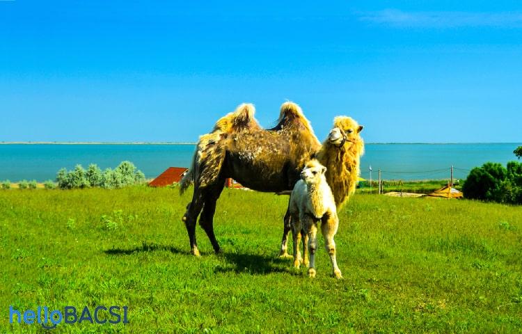 Sữa lạc đà: Bổ dưỡng và tốt hơn sữa bò thông thường