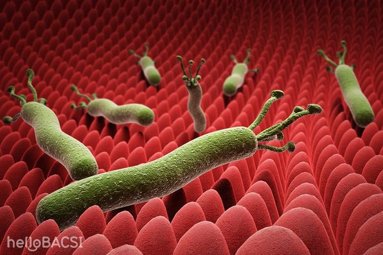 Bạn có biết vi khuẩn Hp sống được bao lâu?