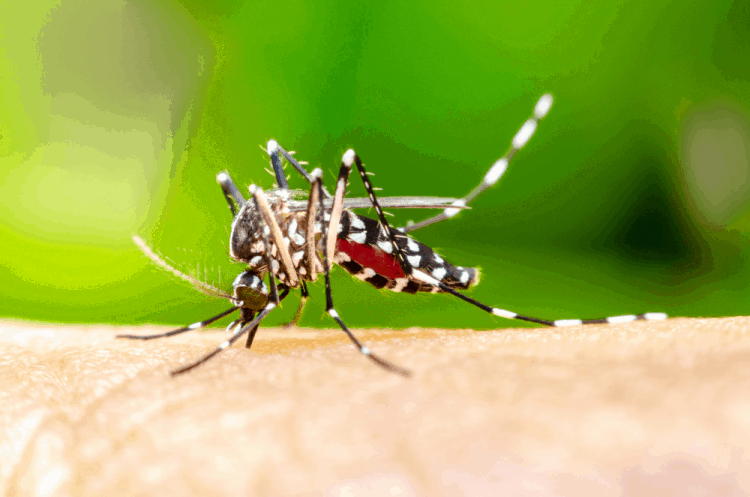 Khám phá cách điều trị sốt rét tại nhà hiệu quả nhất