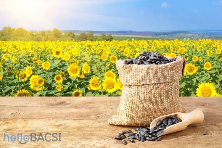 Giải mã bí ẩn ăn hạt hướng dương có bị teo não không