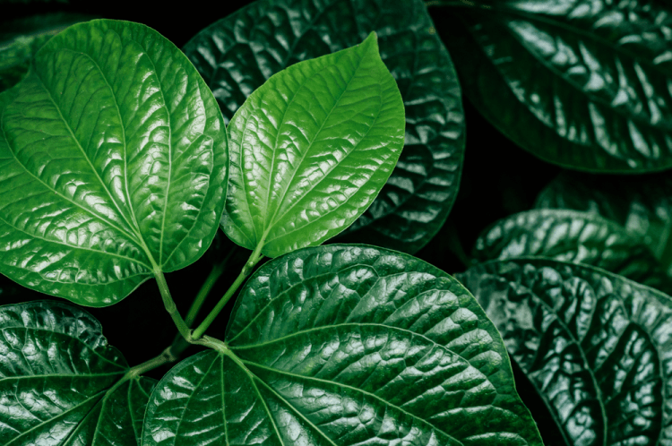 Lá lốt trị viêm xoang có hiệu quả không?