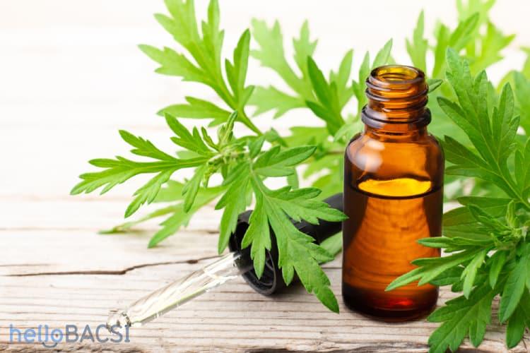 Tinh dầu ngải cứu: Nhiều công dụng mà rất dễ làm