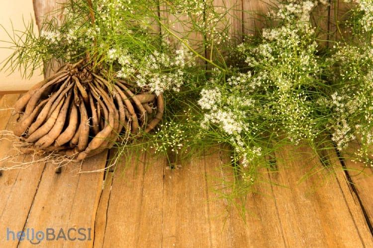 9 lợi ích của thiên môn chùm đối với sức khỏe